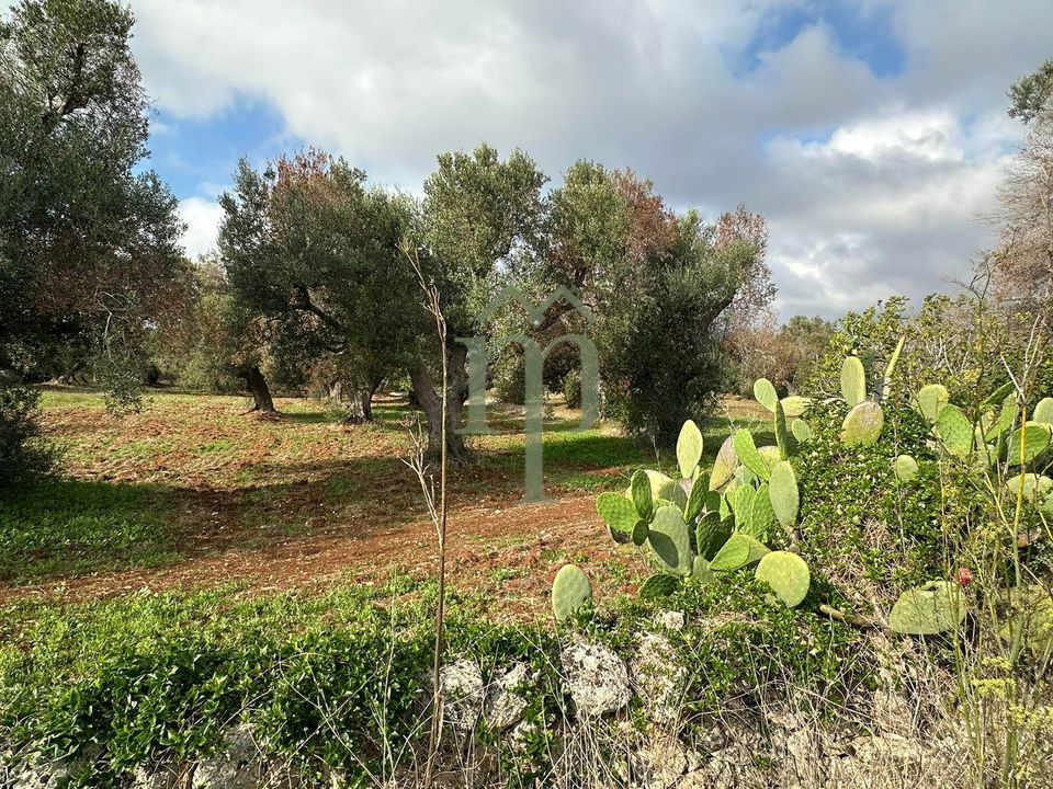 Tomt i Carovigno, Brindisi - bilde 4
